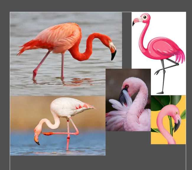 Reference board for Amyndo: flamingos