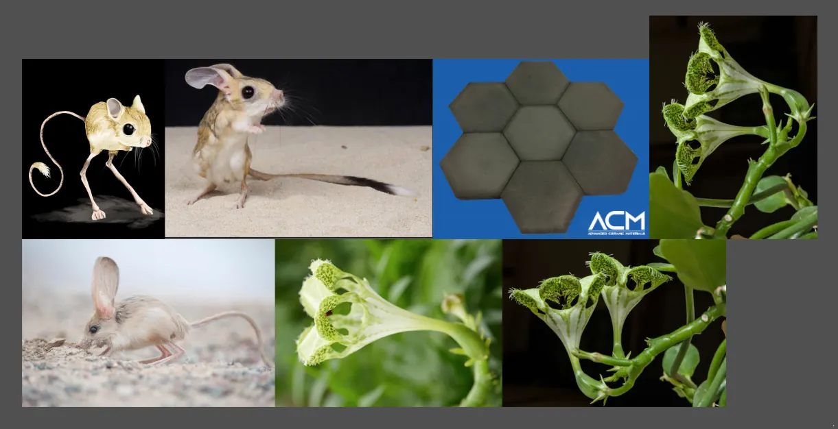 Reference board for Borboa: jerboas and parachute plants