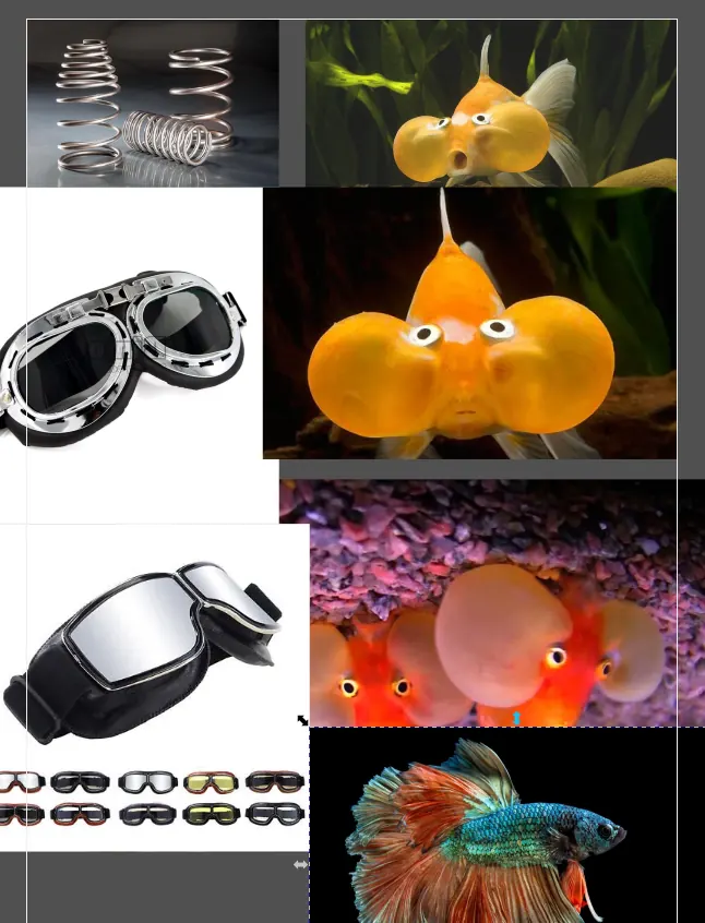 Reference board for Roggip: bubble eye goldfish and goggles